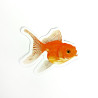 goldfish friend sticker